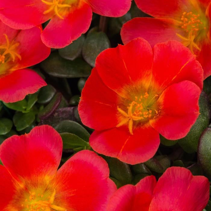 Purslane Colorblast Lemon Twist 10" HB