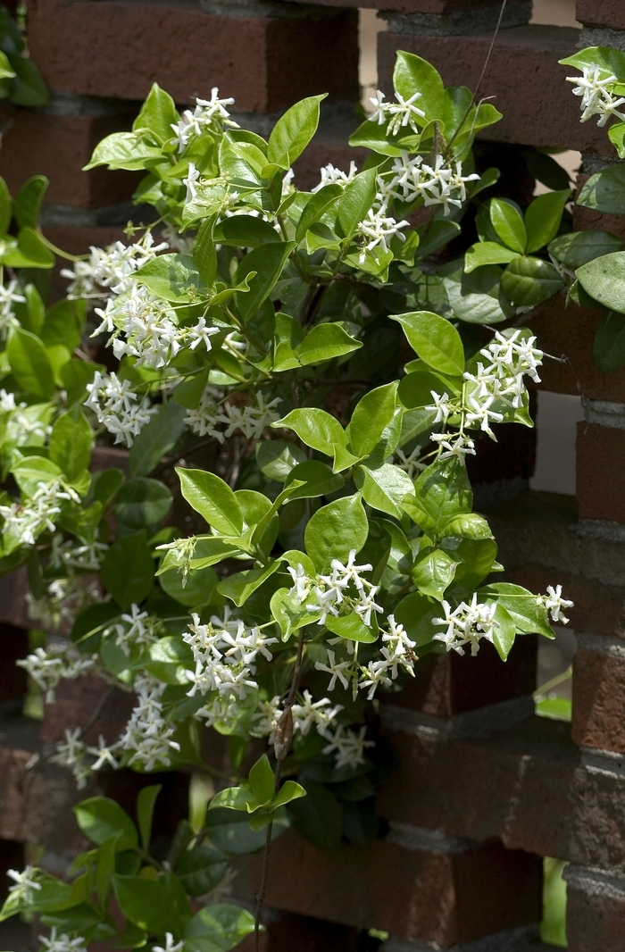 Star Jasmine 5 Gal