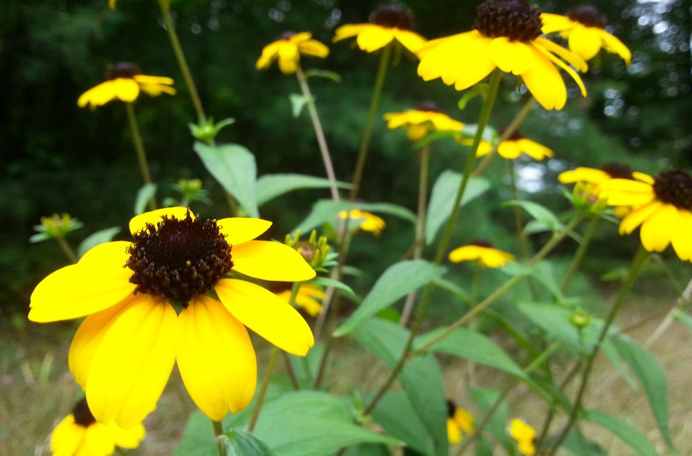 Branched Coneflower