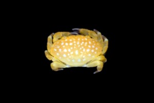 Yellow Hawaiian Strawberry Crab