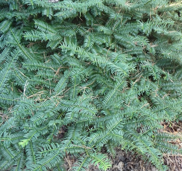 Japanese Plum Yew Prostrata 3 Gal