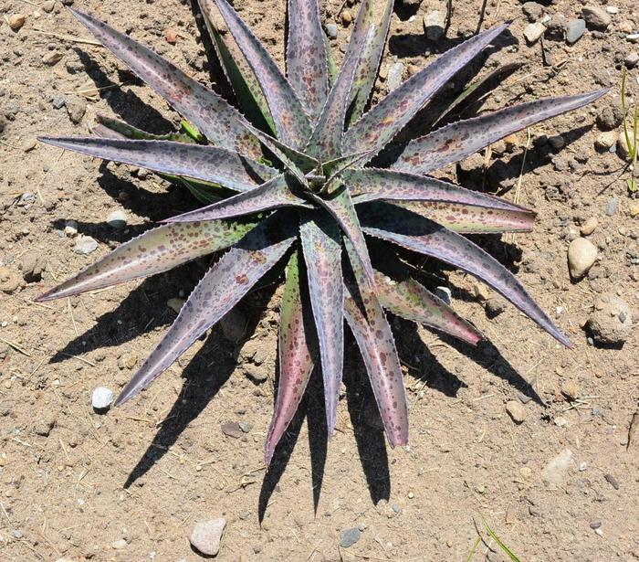 Mangave Frosted Elegance 3 Gal