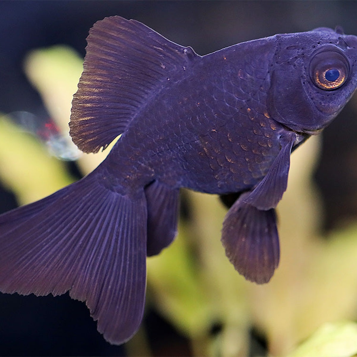 Black Moor Goldfish