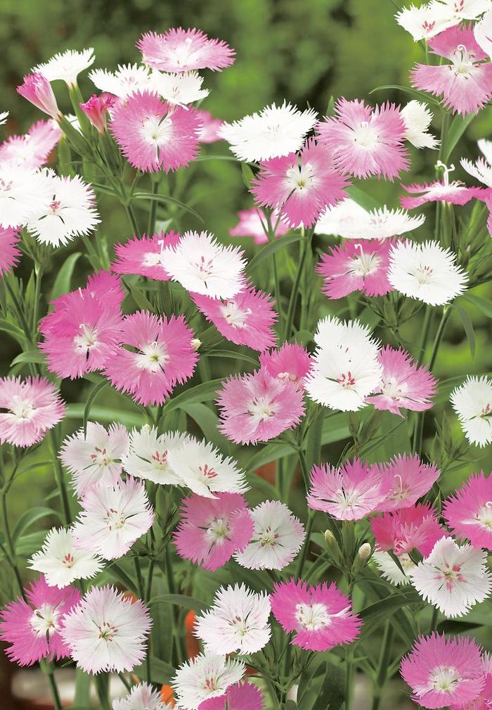 Dianthus Frosty Fire 1 Gal
