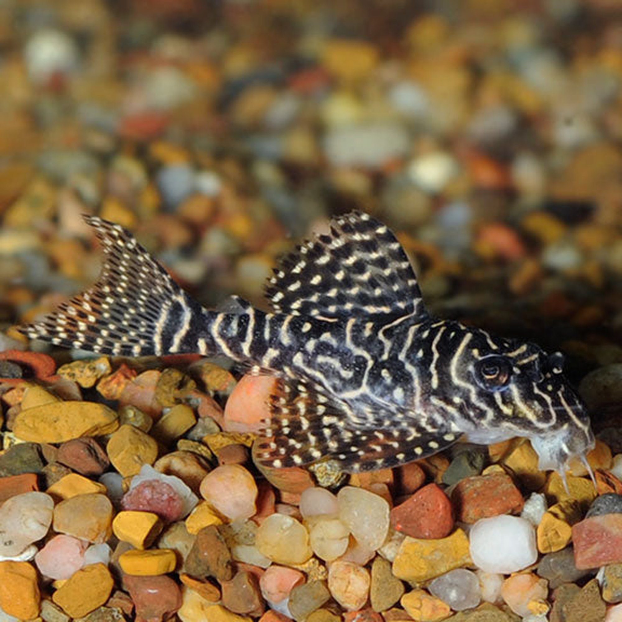 Rubberlip Pleco L444