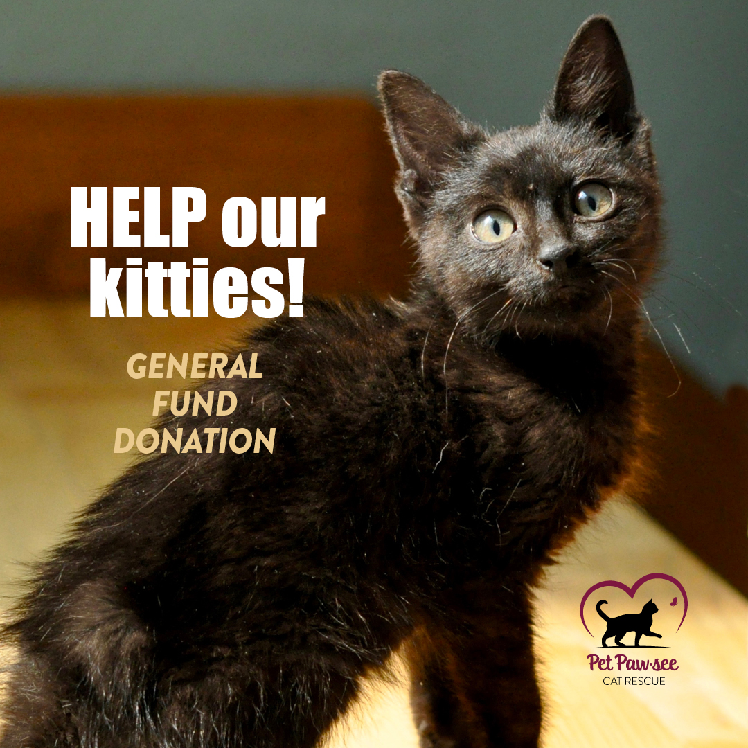 HELP our kitties! General Fund Donation