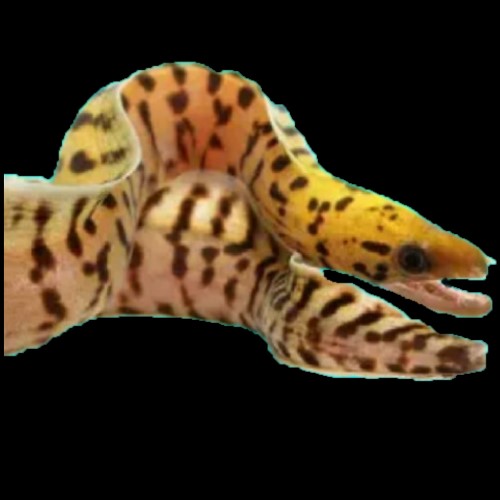 Fimbriated Moray Eel