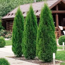 Emerald Green Arborvitae (Thuja), 3 gallon