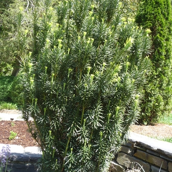 Yew Stricta Fastigiata 5 Gal