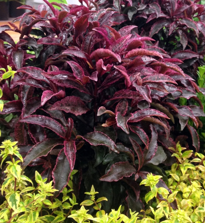 Green Ardisia 1 Gal