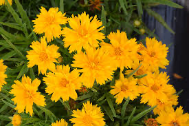 Double the Sun Coreopsis, 1 gallon