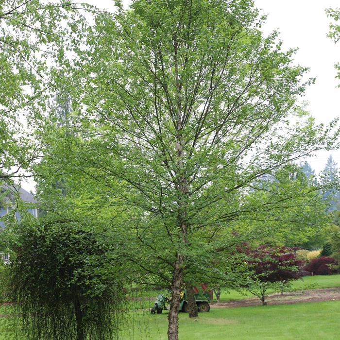 River Birch Dura Heat 45 Gal