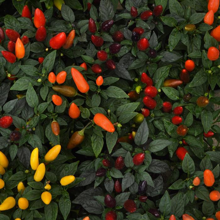 Ornamental Pepper Acapulco XP Yellow Quart