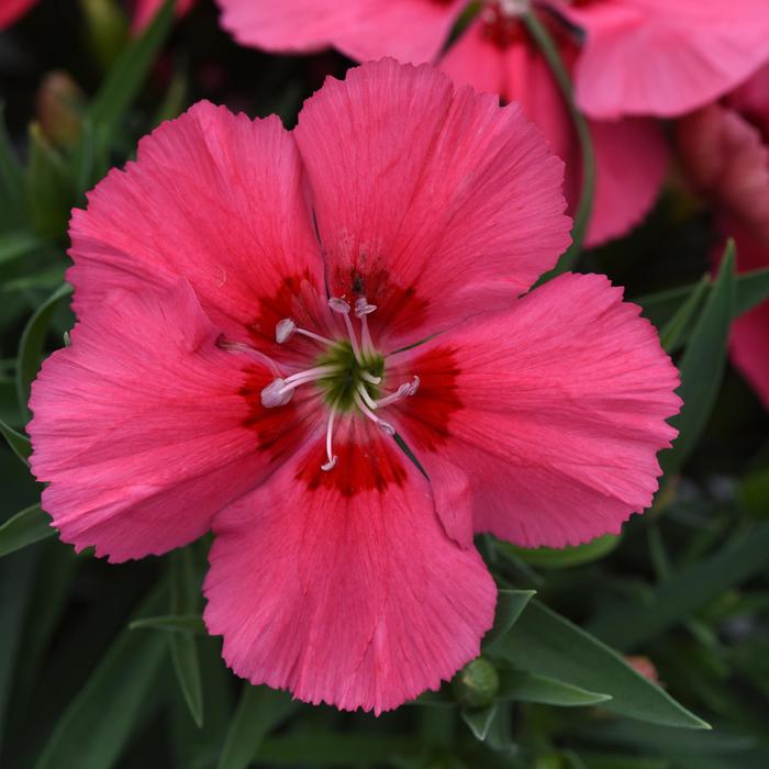 Dianthus Coronet Cherry Red Quart