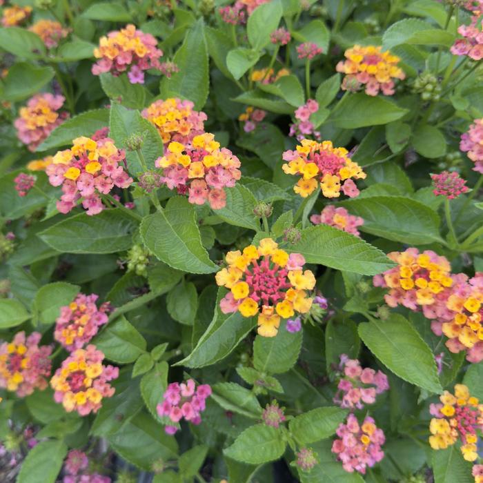Lantana Trailing White 1 Gal