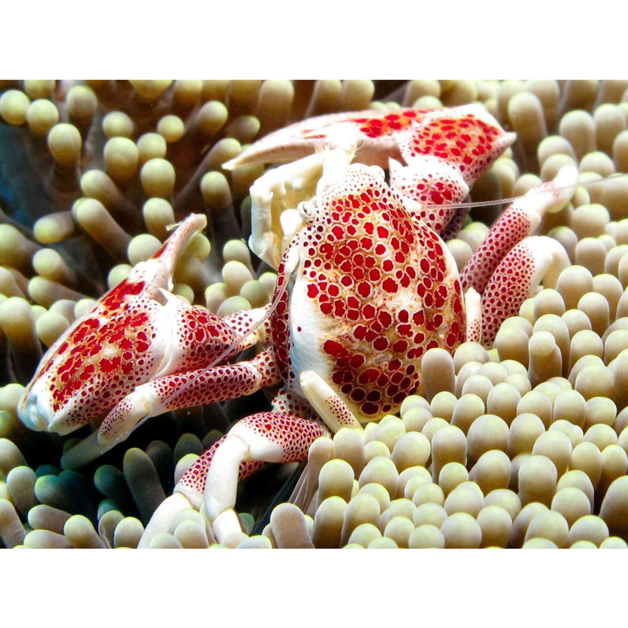 White Porcelain Crab