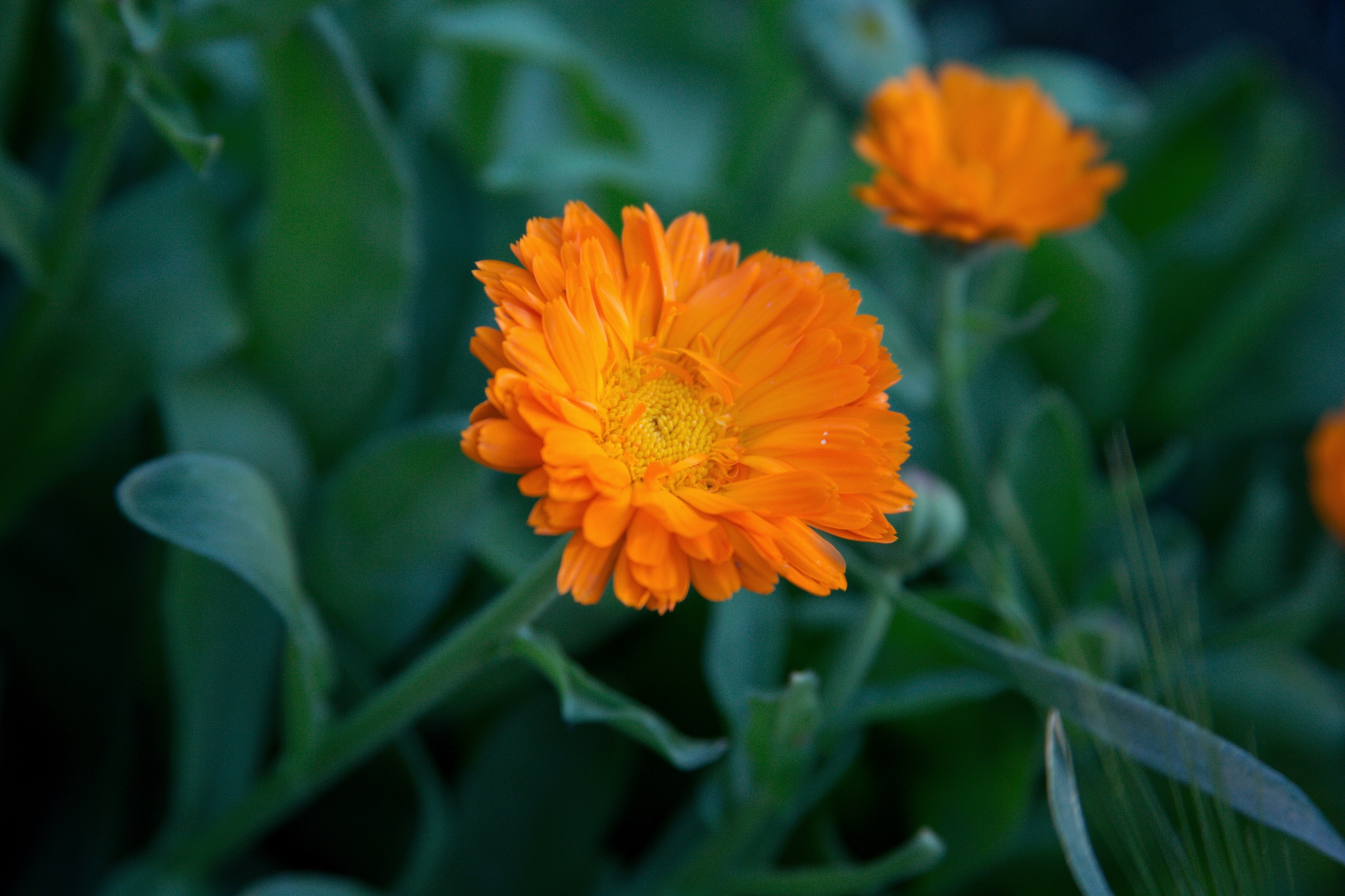 Calendula