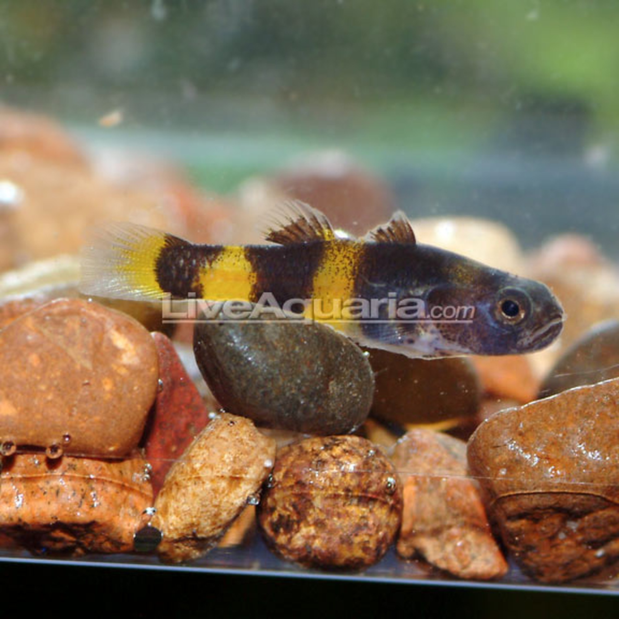 Bumblebee Goby (photo 2 of 2)