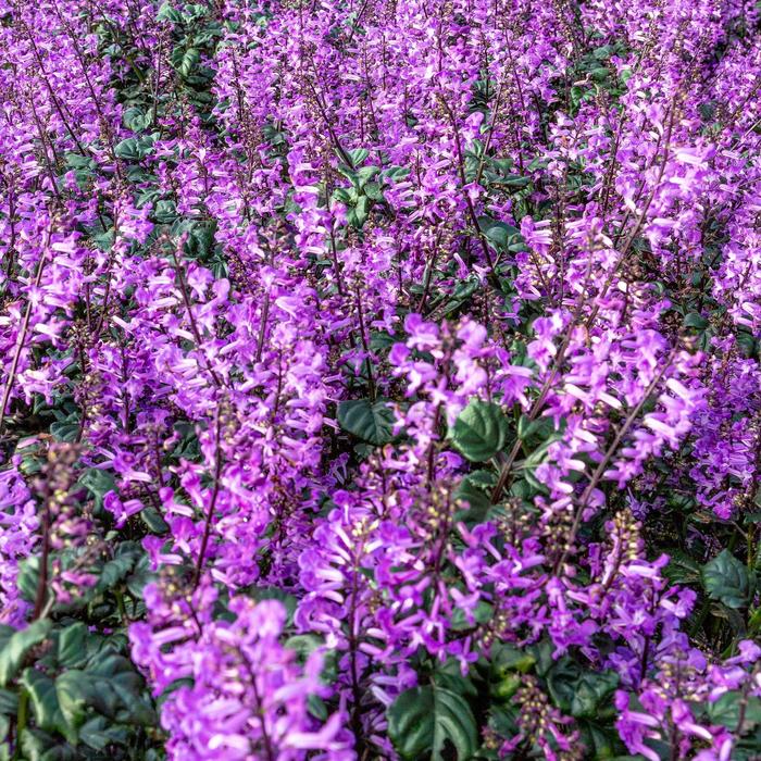 SpurFlower Lavender 10" HB
