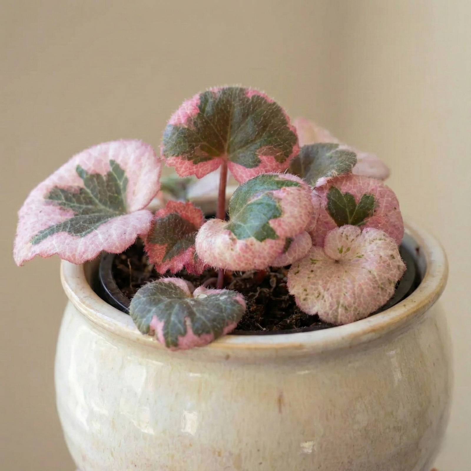 Strawberry Begonia Varigata - Saxifraga Stolonifera - 1x Mini Plug Plant