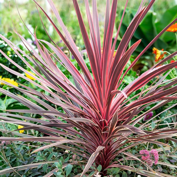 Cordyline Red Sensation 10"