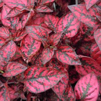 Polka Dot Red Quart