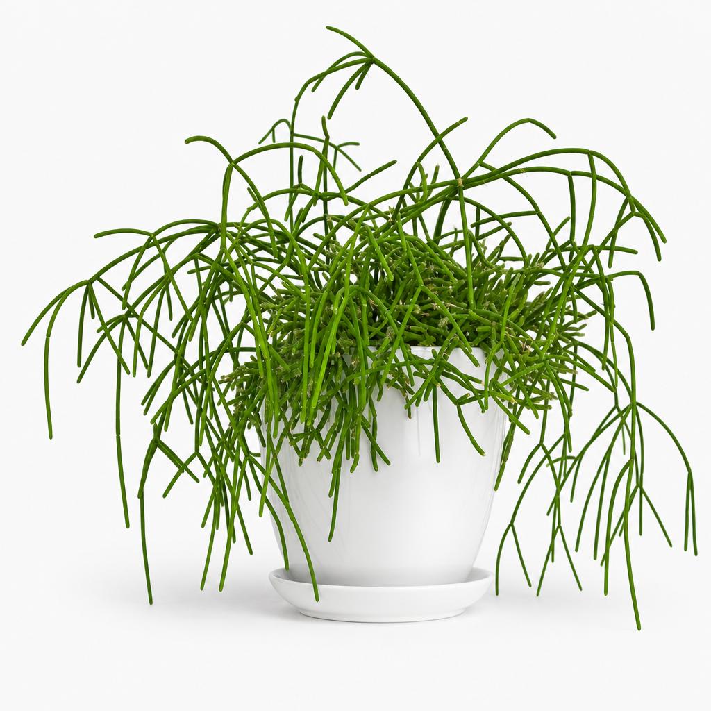 Rhipsalis Baccifera - 2x Mini Plug Plants - Mistletoe Cactus