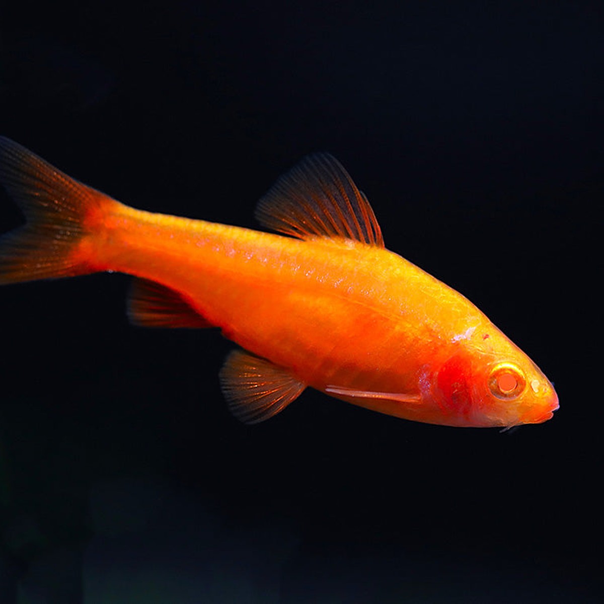 Albino Cherry Barb