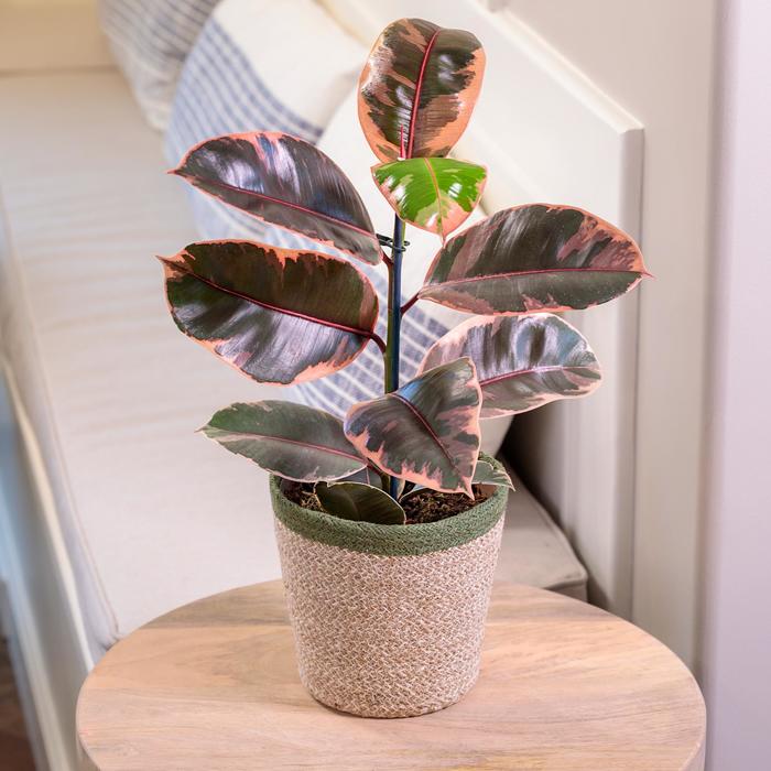 Ficus Burgundy Bush 6"