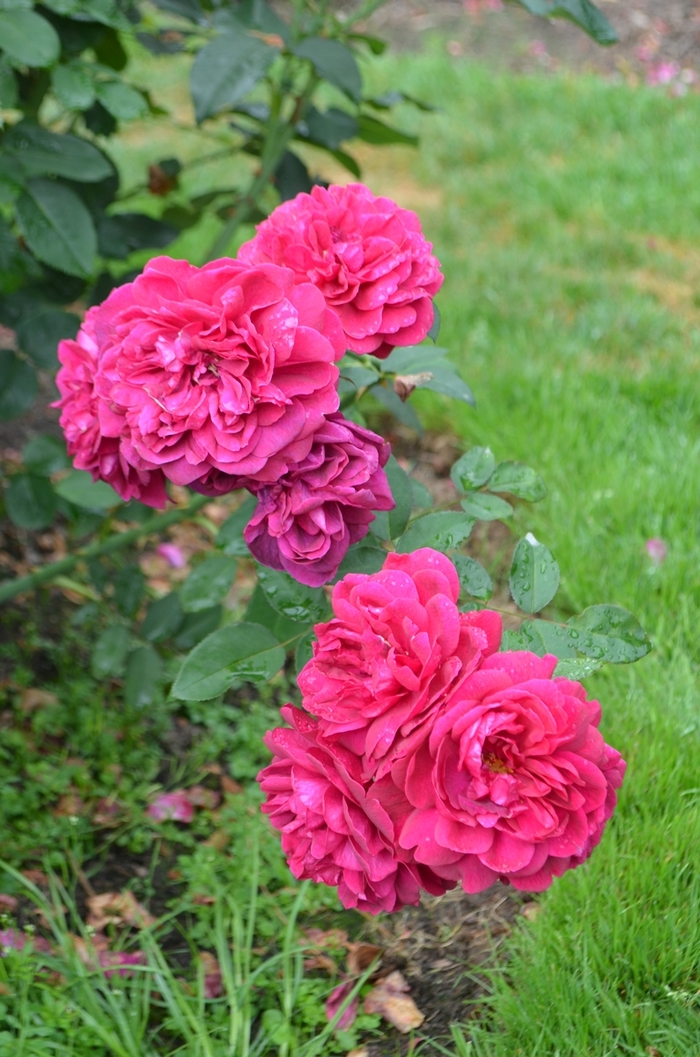 Rose Patio Dancing in the Dark 3 Gal