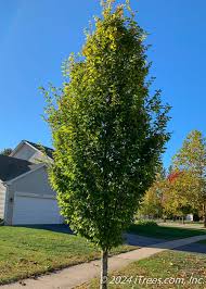 European Hornbeam (Carpinus), 7 gallon