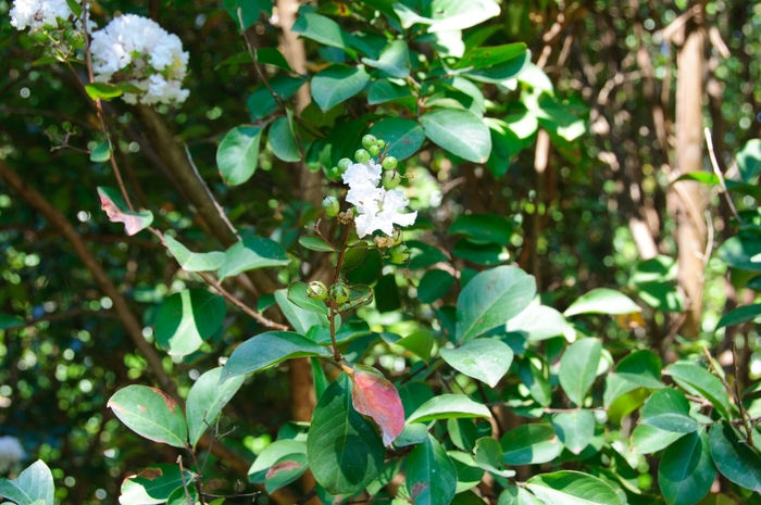 Crape Myrtle Catawba 30 Gal