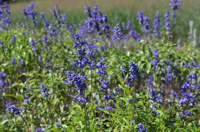 Salvia Henry Duelberg 3 Gal