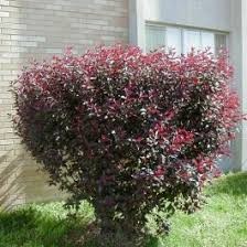 Cistena Plum (Sand Cherry) (Prunus), 5 gallon