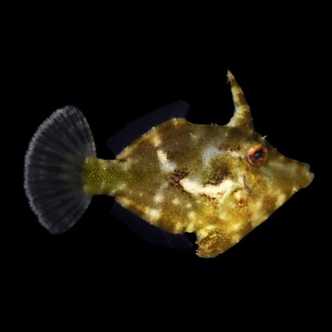 Matted Filefish ( Aiptasia Eating filefish) Sml