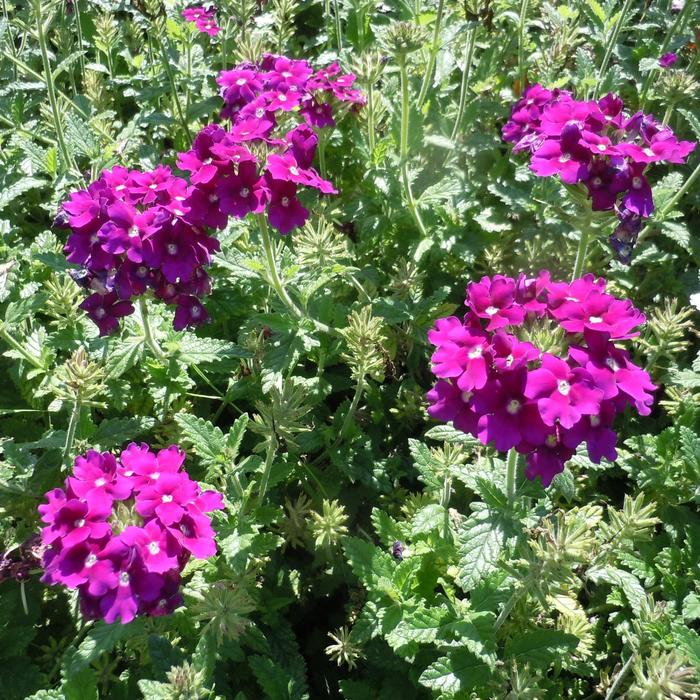 Verbena Endurascape Hot Pink Quart