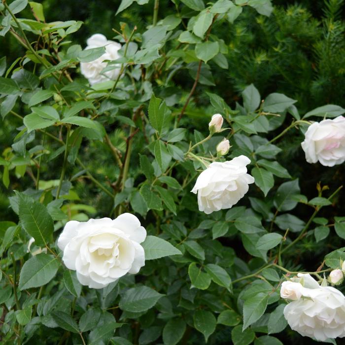 Rose Icecap 3 Gal