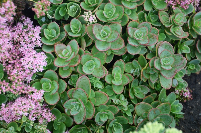 Sedum Sunsparkler Plum Dazzled 1 Gal