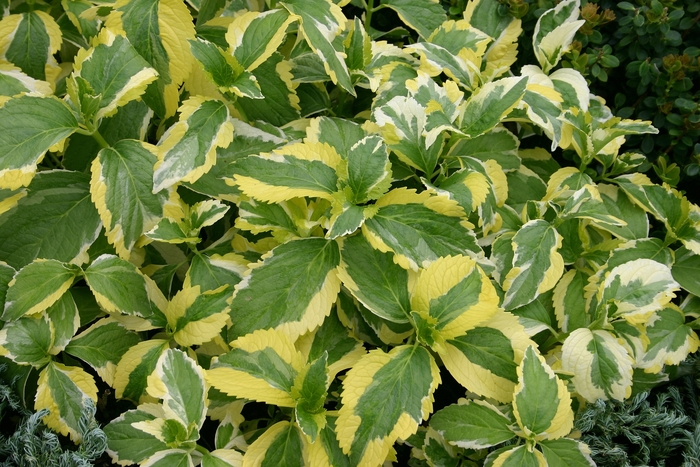 Hydrangea Lets Dance Can Do 2 Gal