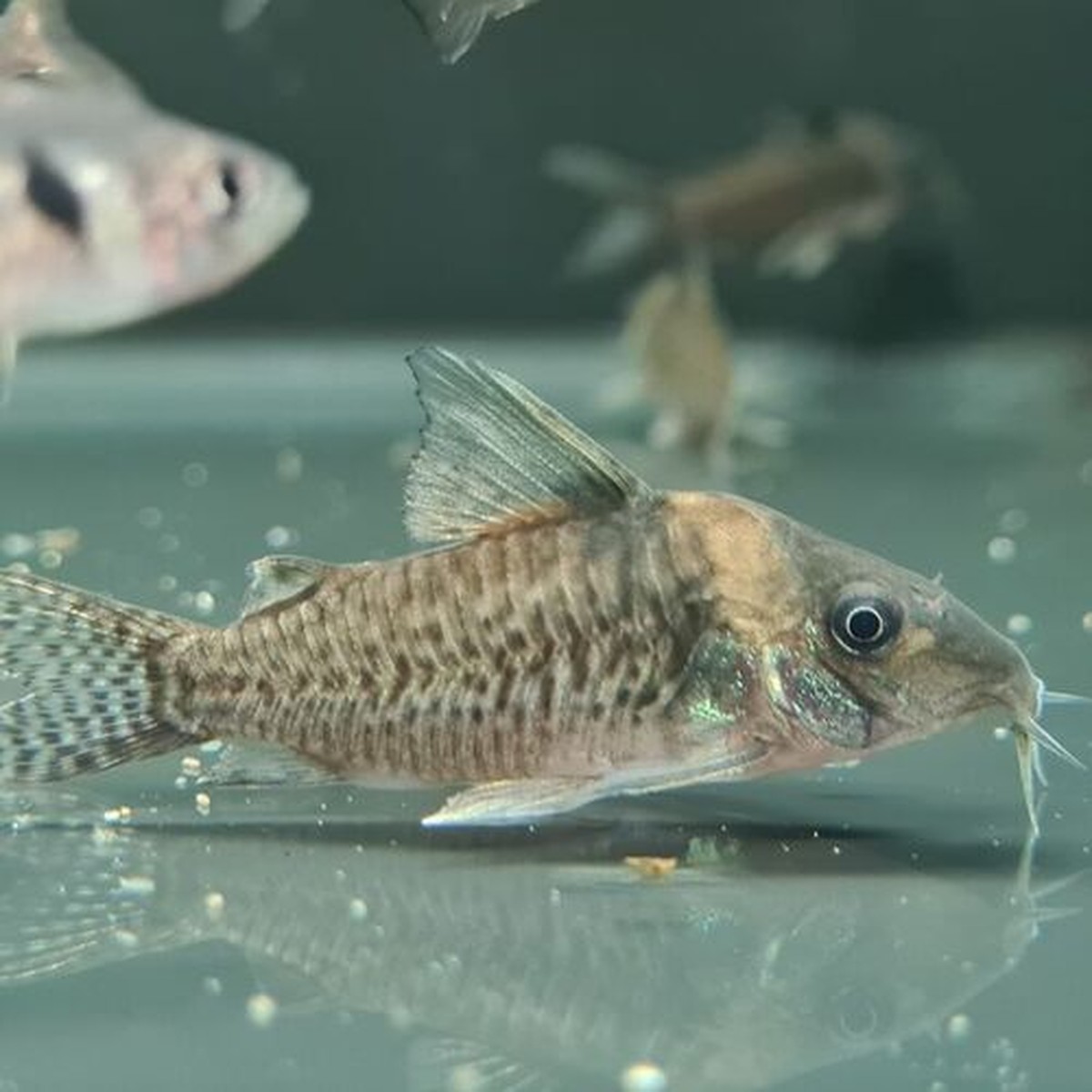 Delphax Cory