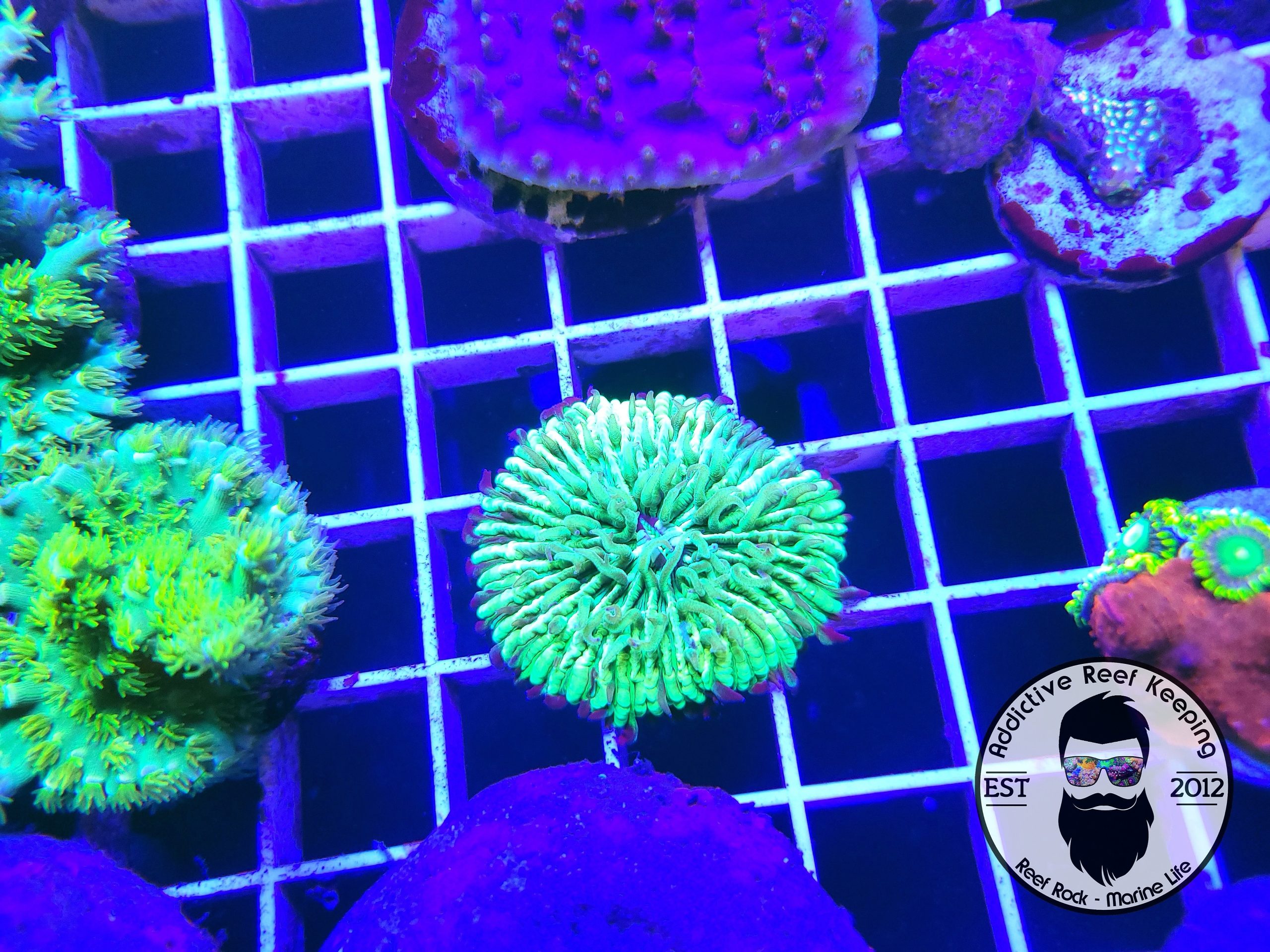 Green Fungia (Small) Plate Coral WYSIWYG