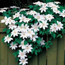 Henryi Clematis, 1 gallon
