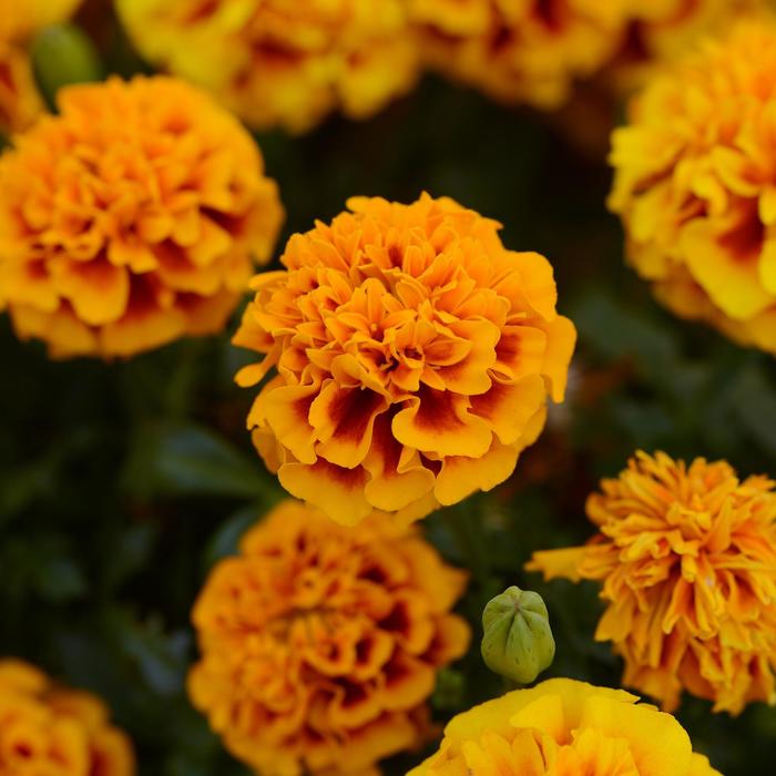 Marigold Hot Pak Gold Quart