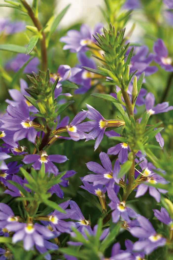 Scaevola Whirlwind Pink 1 Gal PW
