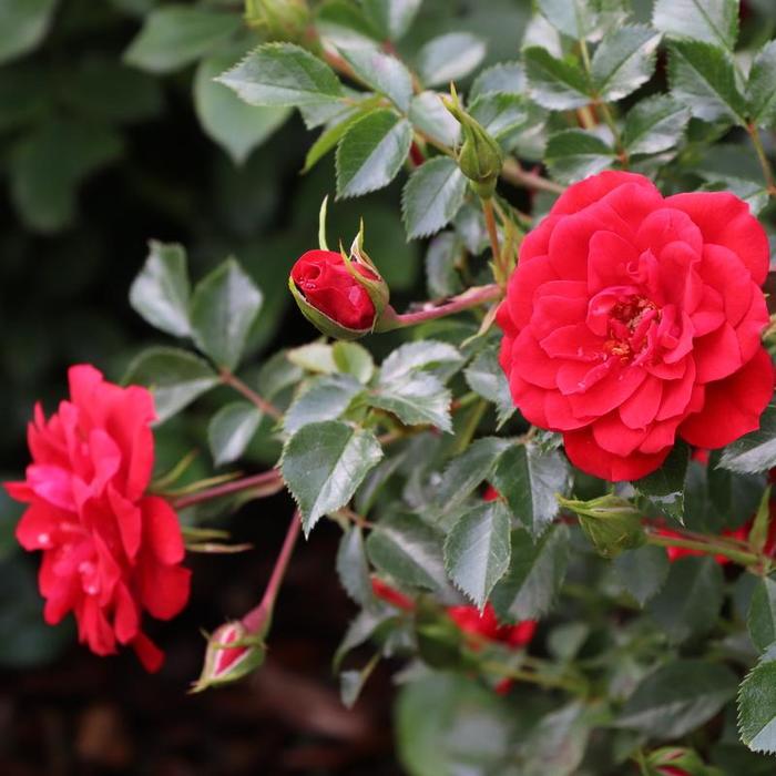 Rose OSO Easy Urban Legend 2 Gal