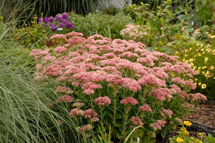 Sedum Autumn Joy 1 Gal
