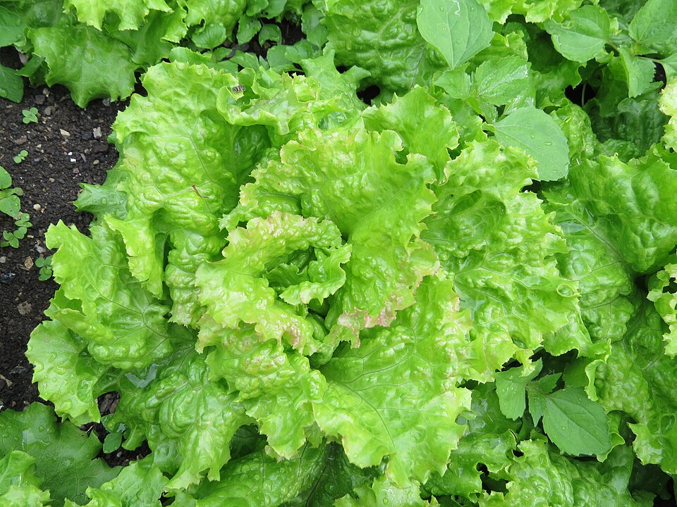 Burpee Lettuce