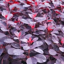 Royal Purple Smoketree (Cotinus), 3 gallon