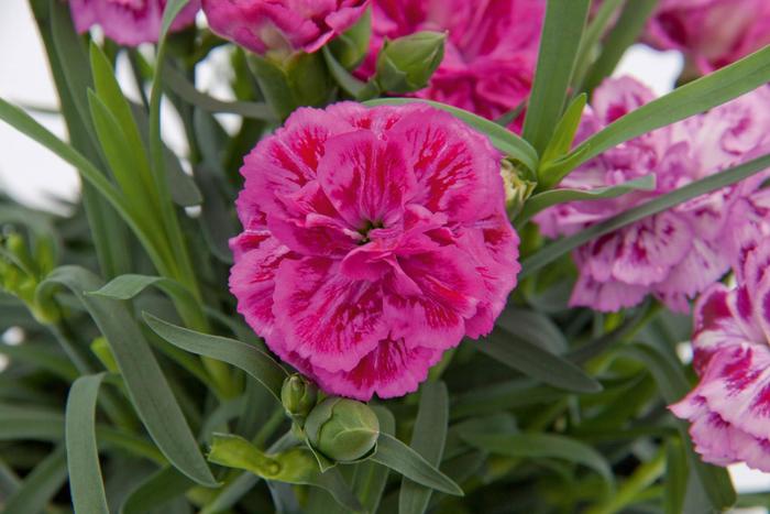 Dianthus Capitan Red White Edge 1 Gal