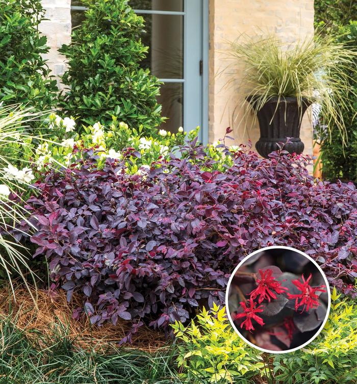 Loropetalum Ruby 1 Gal